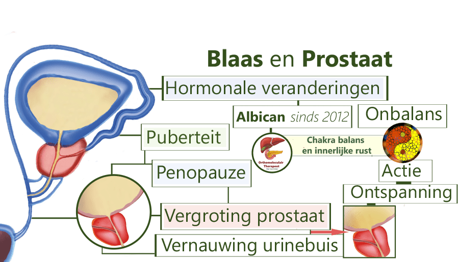 Prostaat, urineleider, hormonen
