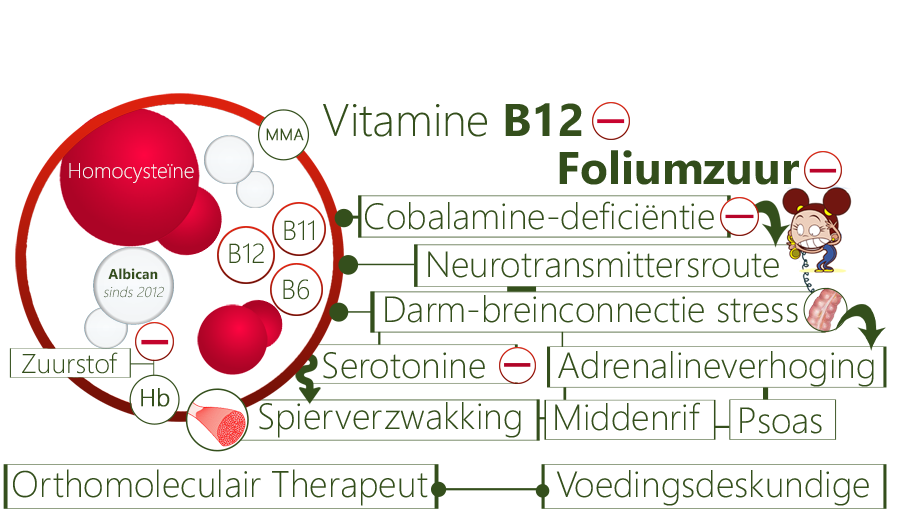 Vitamine B12 deficiëntie, foliumzuurtekort, serotoninetekort, homocysteïne-ophoping, cobalamine-deficiëntie, bloedarmoede, b6, levercelzwelling, miltverdrukking, B12-overschot, adrenalinealertheid, lendenspierverslapping, middenrifspierverslapping, spierverslapping, immuun verzwakking, onrust, histamine-intolerantie, migraine, PDS, darmklachten, paniek, longspierverslapping, burn-out, schildklieralarm, slapeloosheid, moeheid, ijzertekort, struma, geheugenzwakte, zuurstoftekort, maagklachten, glucoseophoping, ferritine, kalium, calcium, magnesium, MMA, bloedonderzoek, beriberistoornis, longoedeem, beriberitekort, spierweefselzwakte, osteitis-bubis, celademhaling, ijzergehalte, leverfalen, pre-diabetes, stress, stuitchakra, ruggengraat, wortelchakra, pijn, zenuwpijn, vluchtnoodactie