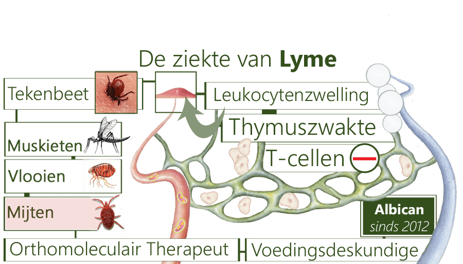 Lyme, tekenbeet, thymuszwakte, T-cellen, tekenencefalitis-virus, teken, muskieten, vlooien, hooimijt, thymusklier, spirocheet Borrelia, burgdorferi, infectie, immuunsysteem, psoas, ziekteverwekkersvernietiging, T-cellenaanval, thymuszwakte, onrustbesmetting, micro-organismen, vlooiebeten, ecosysteem, microbioom, geboorte, stress, tekenencefalitis-virus, rickettsiose, triggerpointpijn, hoofdpijn, tekentang, pnncet, tekenwondje, betadine, insecten-gif, huiddoorboring, ijzerwaardes, borrelia-bacterie, parasiet, teekverwijdering, mijt, SeraSpot, bloedonderzoek, erythema migrans, schildklierzwelling, thymuszwelling, leukocytenzwelling, huidroodheid, lymfocytoom,zenuwpijn, artritis, gewrichtsontsteking, hersenvliesontsteking, chronica atrophicans, CVS, vermoeidheid, bloedarmoede, lymeborreliosis, insectenspray, bijnieruitputting, alertheidverhoging, stresstoename, migraine, benenpijn, hernia, spierverlamming, MRI, spoedopname, antibiotica, immuun-analyse, spierpijnkwelling, voetenkwelling, loopproblemen