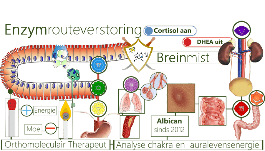 enzymrouteverstoring, spijsvertering, geurenzymen, mondvocht, maagzuur, maagmeridiaan, oplosspecialist, eiwitplaque, mondslijmvliesinfecties, mondflora, luchtweginfecties, koorts, hypertensie, bloedarmoedewaarschuwing, slijmvliesontstekingen, hyperactiviteit, hemoglobine, bilirubinetoename, Trombose, ureumophoping, koolstofdioxidevorming, leverfalen, huidklachten, galbuisjesverstopping, PDS, breinmist, pfeifferziekte, PVS, Epstein Barr Virus, EBV-virus, post-viraal syndroom, migrainepijn, vermoeidheid, cytokinestormen, hersenglucosetekort, bijnieruitputting, Raassysteem, onrust, parasietenbedreiging, malabsorptiesyndroom, nutriëntentekort, obstipatie, bindweefselaantasting