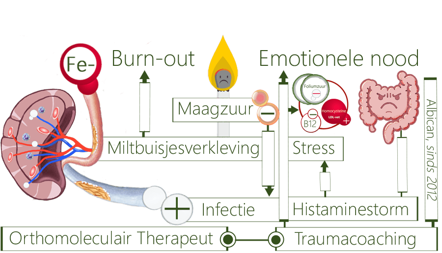Miltbuisjesverkleving, burn-out, bloeduitdroging, depressie, hersenglucosetekort, emotionele nood, hypertensiestresskoorts, waterdamptekort, bloedarmoede, vochttekort, breinmist, systeemvergiftiging, trombose, hartaanslag, miltoveractiviteit, miltmeridiaan, coronabesmetting, lymeziekte, schimmelinfecties, Pfeiffer, Epstein barr virus, vermoeidheid, parasieten, CVS, cytokinestorm, paniekstress, bloedsuikerdaling, hersenhypo, adrenalinestress, regelcentrumverstoring, maag, milt, vloeistofuitscheiding, slijmuitscheiding, darmafvalverwijdering, miltchakra, miltbuisjesbeknelling, Yin-meridiaan, Qi-stagnatie, zuchten, bezorgdheid, miltfilter, streptokokbesmettingen, middenriflijnspier, atherosclerose, littekenweefsel, erytrocyten, trombocyten, leukocyten, herpes, Rosacea, talghyperplasie, bloedceldroogte